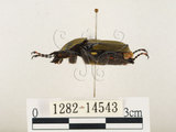 中文名:台灣角金龜(1282-14543)學名:Dicranocephalus bourgoini Pouillaude, 1913(1282-14543)中文別名:台灣鹿角金龜