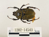 中文名:台灣角金龜(1282-14543)學名:Dicranocephalus bourgoini Pouillaude, 1913(1282-14543)中文別名:台灣鹿角金龜