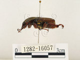 中文名:台灣角金龜(1282-16057)學名:Dicranocephalus bourgoini Pouillaude, 1913(1282-16057)中文別名:台灣鹿角金龜