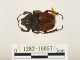 中文名:台灣角金龜(1282-16057)學名:Dicranocephalus bourgoini Pouillaude, 1913(1282-16057)中文別名:台灣鹿角金龜