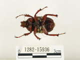 中文名:台灣角金龜(1282-15936)學名:Dicranocephalus bourgoini Pouillaude, 1913(1282-15936)中文別名:台灣鹿角金龜