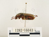 中文名:台灣角金龜(1282-16043)學名:Dicranocephalus bourgoini Pouillaude, 1913(1282-16043)中文別名:台灣鹿角金龜