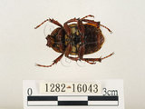 中文名:台灣角金龜(1282-16043)學名:Dicranocephalus bourgoini Pouillaude, 1913(1282-16043)中文別名:台灣鹿角金龜