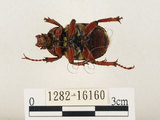 中文名:台灣角金龜(1282-16160)學名:Dicranocephalus bourgoini Pouillaude, 1913(1282-16160)中文別名:台灣鹿角金龜