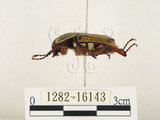 中文名:台灣角金龜(1282-16143)學名:Dicranocephalus bourgoini Pouillaude, 1913(1282-16143)中文別名:台灣鹿角金龜