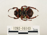 中文名:台灣角金龜(1282-16143)學名:Dicranocephalus bourgoini Pouillaude, 1913(1282-16143)中文別名:台灣鹿角金龜