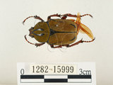 中文名:台灣角金龜(1282-15999)學名:Dicranocephalus bourgoini Pouillaude, 1913(1282-15999)中文別名:台灣鹿角金龜