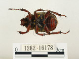 中文名:台灣角金龜(1282-16178)學名:Dicranocephalus bourgoini Pouillaude, 1913(1282-16178)中文別名:台灣鹿角金龜