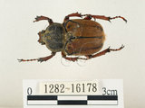 中文名:台灣角金龜(1282-16178)學名:Dicranocephalus bourgoini Pouillaude, 1913(1282-16178)中文別名:台灣鹿角金龜