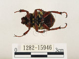 中文名:台灣角金龜(1282-15946)學名:Dicranocephalus bourgoini Pouillaude, 1913(1282-15946)中文別名:台灣鹿角金龜