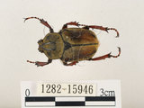 中文名:台灣角金龜(1282-15946)學名:Dicranocephalus bourgoini Pouillaude, 1913(1282-15946)中文別名:台灣鹿角金龜
