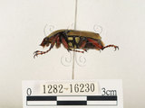 中文名:台灣角金龜(1282-16230)學名:Dicranocephalus bourgoini Pouillaude, 1913(1282-16230)中文別名:台灣鹿角金龜