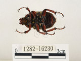 中文名:台灣角金龜(1282-16230)學名:Dicranocephalus bourgoini Pouillaude, 1913(1282-16230)中文別名:台灣鹿角金龜