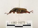 中文名:台灣角金龜(1282-16272)學名:Dicranocephalus bourgoini Pouillaude, 1913(1282-16272)中文別名:台灣鹿角金龜