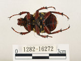 中文名:台灣角金龜(1282-16272)學名:Dicranocephalus bourgoini Pouillaude, 1913(1282-16272)中文別名:台灣鹿角金龜