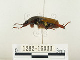中文名:台灣角金龜(1282-16033)學名:Dicranocephalus bourgoini Pouillaude, 1913(1282-16033)中文別名:台灣鹿角金龜