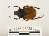 中文名:台灣角金龜(1282-16033)學名:Dicranocephalus bourgoini Pouillaude, 1913(1282-16033)中文別名:台灣鹿角金龜
