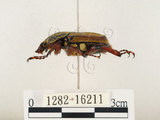 中文名:台灣角金龜(1282-16211)學名:Dicranocephalus bourgoini Pouillaude, 1913(1282-16211)中文別名:台灣鹿角金龜