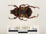 中文名:台灣角金龜(1282-16211)學名:Dicranocephalus bourgoini Pouillaude, 1913(1282-16211)中文別名:台灣鹿角金龜