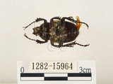 中文名:台灣角金龜(1282-15964)學名:Dicranocephalus bourgoini Pouillaude, 1913(1282-15964)中文別名:台灣鹿角金龜