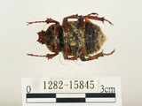 中文名:台灣角金龜(1282-15845)學名:Dicranocephalus bourgoini Pouillaude, 1913(1282-15845)中文別名:台灣鹿角金龜