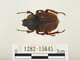 中文名:台灣角金龜(1282-15845)學名:Dicranocephalus bourgoini Pouillaude, 1913(1282-15845)中文別名:台灣鹿角金龜