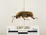 中文名:台灣角金龜(2367-280)學名:Dicranocephalus bourgoini Pouillaude, 1913(2367-280)中文別名:台灣鹿角金龜