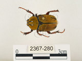 中文名:台灣角金龜(2367-280)學名:Dicranocephalus bourgoini Pouillaude, 1913(2367-280)中文別名:台灣鹿角金龜