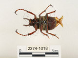 中文名:台灣角金龜(2374-1018)學名:Dicranocephalus bourgoini Pouillaude, 1913(2374-1018)中文別名:台灣鹿角金龜