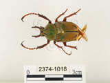 中文名:台灣角金龜(2374-1018)學名:Dicranocephalus bourgoini Pouillaude, 1913(2374-1018)中文別名:台灣鹿角金龜