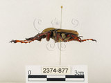 中文名:台灣角金龜(2374-877)學名:Dicranocephalus bourgoini Pouillaude, 1913(2374-877)中文別名:台灣鹿角金龜