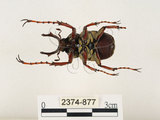 中文名:台灣角金龜(2374-877)學名:Dicranocephalus bourgoini Pouillaude, 1913(2374-877)中文別名:台灣鹿角金龜