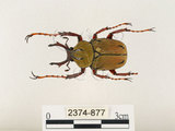 中文名:台灣角金龜(2374-877)學名:Dicranocephalus bourgoini Pouillaude, 1913(2374-877)中文別名:台灣鹿角金龜