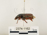 中文名:台灣角金龜(2374-1162)學名:Dicranocephalus bourgoini Pouillaude, 1913(2374-1162)中文別名:台灣鹿角金龜