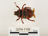 中文名:台灣角金龜(2374-1162)學名:Dicranocephalus bourgoini Pouillaude, 1913(2374-1162)中文別名:台灣鹿角金龜
