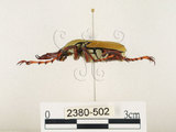 中文名:台灣角金龜(2380-502)學名:Dicranocephalus bourgoini Pouillaude, 1913(2380-502)中文別名:台灣鹿角金龜