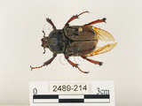 中文名:台灣角金龜(2489-214)學名:Dicranocephalus bourgoini Pouillaude, 1913(2489-214)中文別名:台灣鹿角金龜