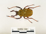 中文名:台灣角金龜(2489-144)學名:Dicranocephalus bourgoini Pouillaude, 1913(2489-144)中文別名:台灣鹿角金龜