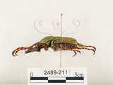 中文名:台灣角金龜(2489-211)學名:Dicranocephalus bourgoini Pouillaude, 1913(2489-211)中文別名:台灣鹿角金龜