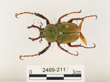 中文名:台灣角金龜(2489-211)學名:Dicranocephalus bourgoini Pouillaude, 1913(2489-211)中文別名:台灣鹿角金龜