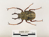 中文名:台灣角金龜(2489-207)學名:Dicranocephalus bourgoini Pouillaude, 1913(2489-207)中文別名:台灣鹿角金龜