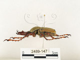 中文名:台灣角金龜(2489-147)學名:Dicranocephalus bourgoini Pouillaude, 1913(2489-147)中文別名:台灣鹿角金龜