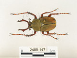 中文名:台灣角金龜(2489-147)學名:Dicranocephalus bourgoini Pouillaude, 1913(2489-147)中文別名:台灣鹿角金龜