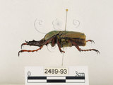 中文名:台灣角金龜(2489-93)學名:Dicranocephalus bourgoini Pouillaude, 1913(2489-93)中文別名:台灣鹿角金龜