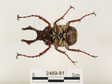 中文名:台灣角金龜(2489-81)學名:Dicranocephalus bourgoini Pouillaude, 1913(2489-81)中文別名:台灣鹿角金龜