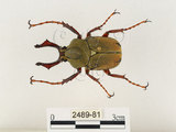 中文名:台灣角金龜(2489-81)學名:Dicranocephalus bourgoini Pouillaude, 1913(2489-81)中文別名:台灣鹿角金龜