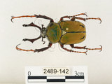 中文名:台灣角金龜(2489-142)學名:Dicranocephalus bourgoini Pouillaude, 1913(2489-142)中文別名:台灣鹿角金龜