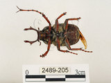 中文名:台灣角金龜(2489-205)學名:Dicranocephalus bourgoini Pouillaude, 1913(2489-205)中文別名:台灣鹿角金龜