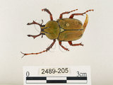 中文名:台灣角金龜(2489-205)學名:Dicranocephalus bourgoini Pouillaude, 1913(2489-205)中文別名:台灣鹿角金龜