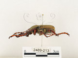 中文名:台灣角金龜(2489-213)學名:Dicranocephalus bourgoini Pouillaude, 1913(2489-213)中文別名:台灣鹿角金龜
